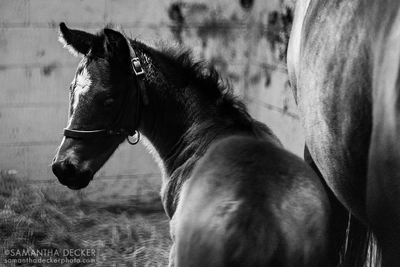 2024 Munnings filly out of Moyo Honey, Denali Stud, Paris, KY