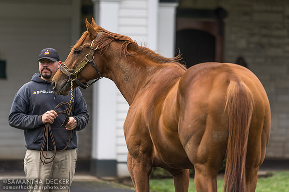 Taiba, Spendthrift Farm, Lexington, KY, 2024