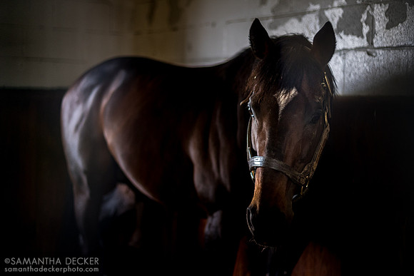 Mitole, Spendthrift Farm, Lexington, KY