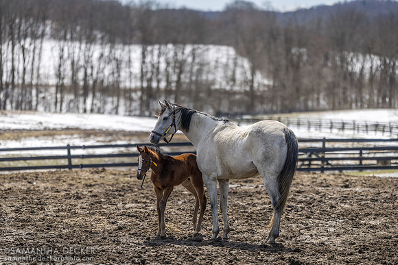 Flor de Plata and her 2024 Awesome Slew filly, Irish Hill Century Farm, Stillwater, NY