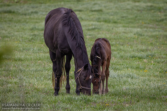 Midnight Disguise and her 2024 Epicenter colt, Denali Stud, Paris, KY