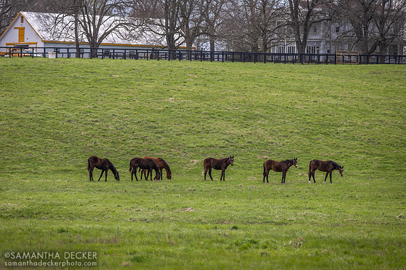 Yearlings at Claiborne Farm, Paris, KY