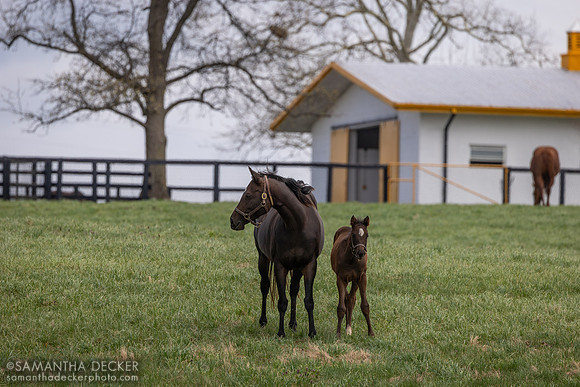 Claiborne Farm, Paris, KY