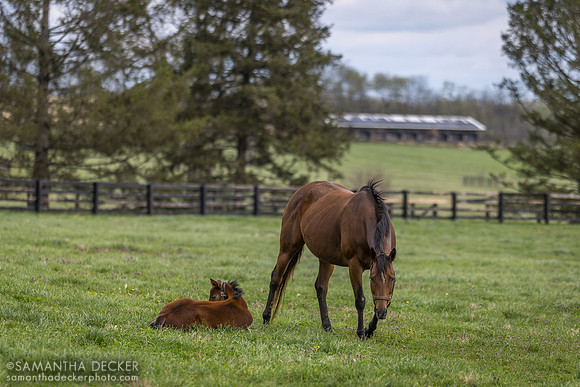 Denali Stud, Paris, KY