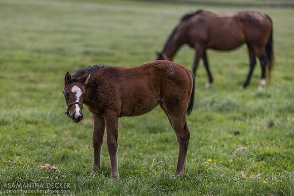 Denali Stud, Paris, KY