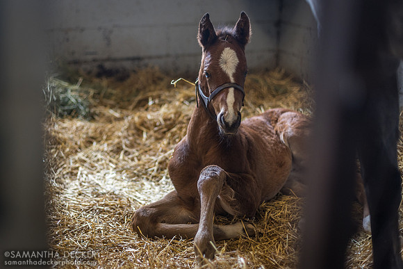 2024 Life is Good filly out of Special Honor, Denali Stud, Paris, KY