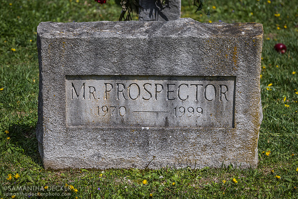 Mr. Prospector's grave at Claiborne Farm, Paris, KY