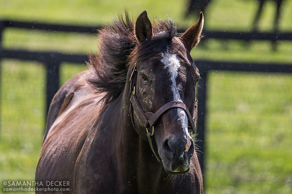 War Front, Claiborne Farm, Paris, KY