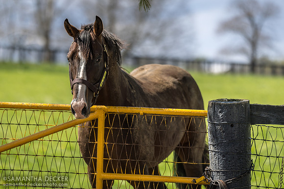 War of Will, Claiborne Farm, Paris, KY