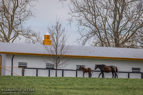 Claiborne Farm, Paris, KY