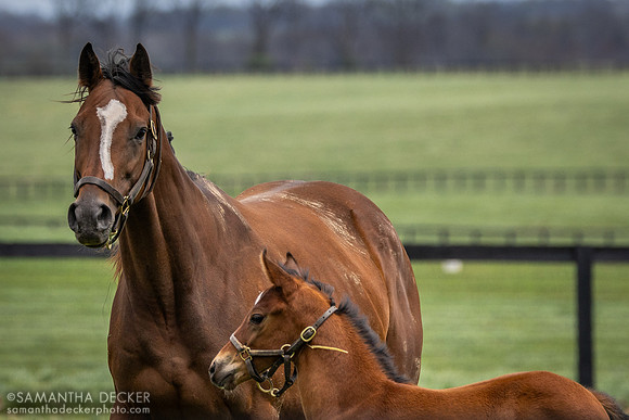Claiborne Farm, Paris, KY