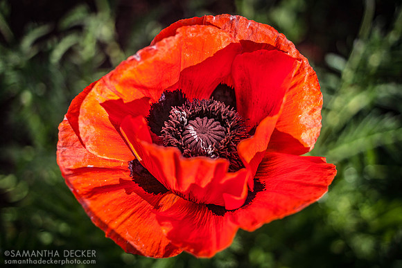 The Poppy of Oz, Chittenango, NY