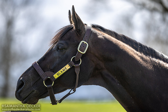 Blame, Claiborne Farm, Paris, KY