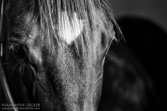 Midnight Disguise, Denali Stud, Paris, KY