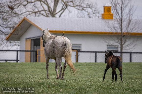 Claiborne Farm, Paris, KY