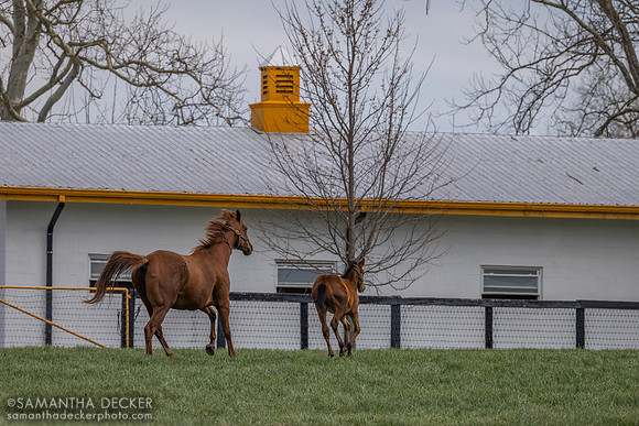 Claiborne Farm, Paris, KY