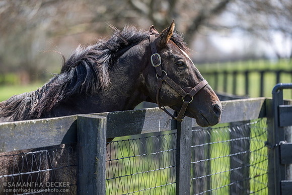 War Front, Claiborne Farm, Paris, KY