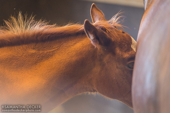 Sugar Plum Farm, Saratoga Springs, NY