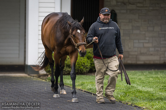 Mo Donegal, Spendthrift Farm, Lexington, KY