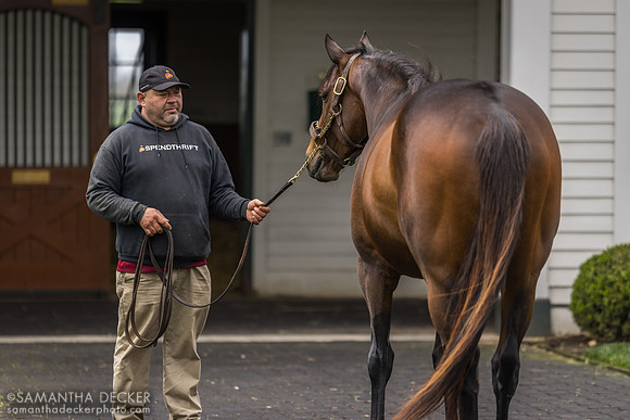 Mo Donegal, Spendthrift Farm, Lexington, KY, 2024