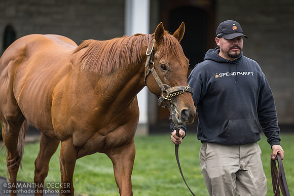 Taiba, Spendthrift Farm, Lexington, KY