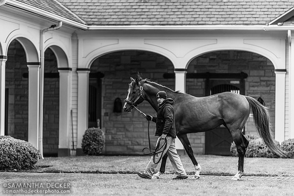 Authentic, Spendthrift Farm, Lexington, KY