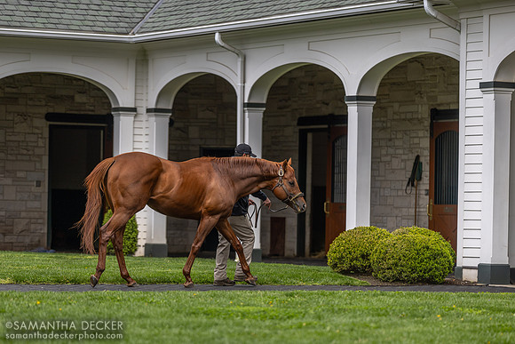 Vekoma, Spendthrift Farm, Lexington, KY