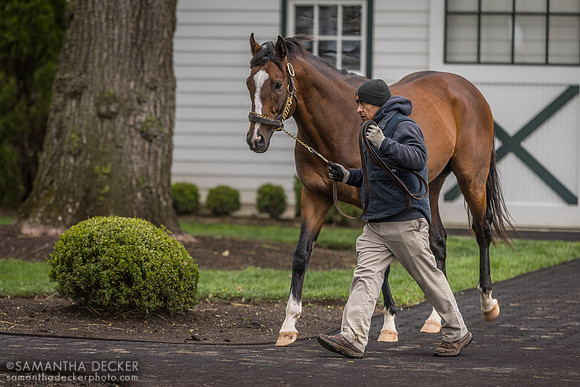Authentic, Spendthrift Farm, Lexington, KY