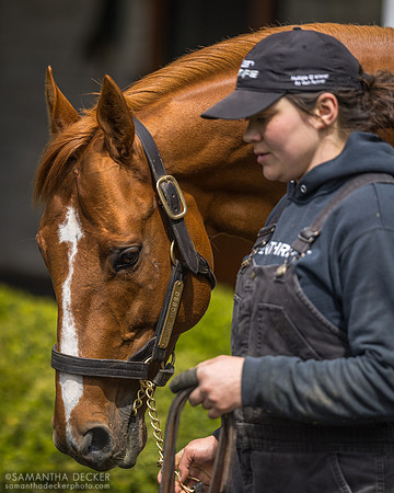Vino Rosso, Spendthrift Farm, Lexington, KY