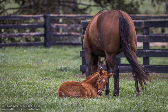 Denali Stud, Paris, KY