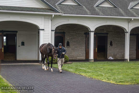 Forte, Spendthrift Farm, Lexington, KY