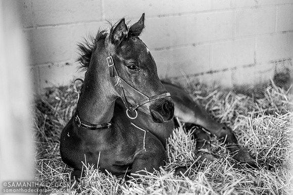 2024 Epicenter colt out of Midnight Disguise, Denali Stud, Paris, KY