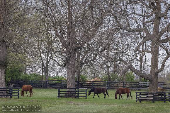 Serena's Song and friends, Denali Stud, Paris, KY