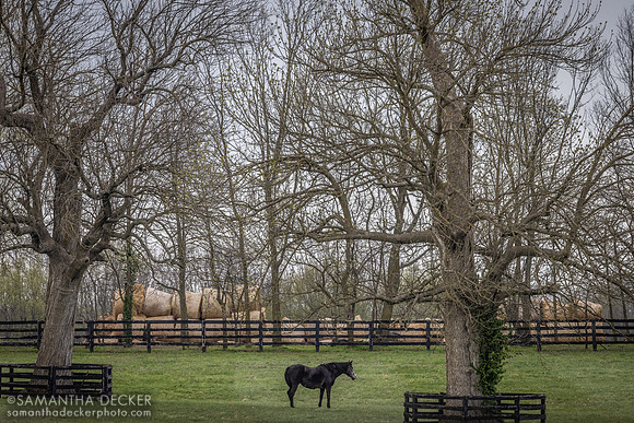 Denali Stud, Paris, KY
