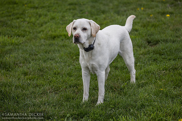 Mabel the dog, Denali Stud, Paris, KY