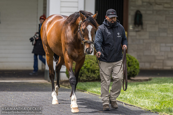Authentic, Spendthrift Farm, Lexington, KY