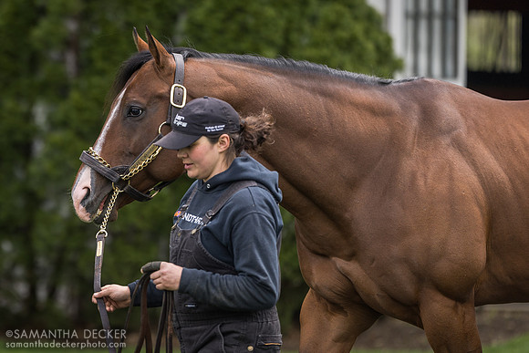 Jackie's Warrior, Spendthrift Farm, Lexington, KY