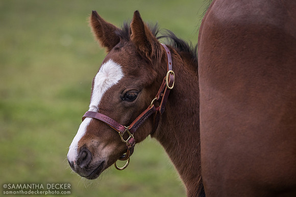 2024 Girvin filly out of Heart of Midway, Airdrie Stud, Midway, KY
