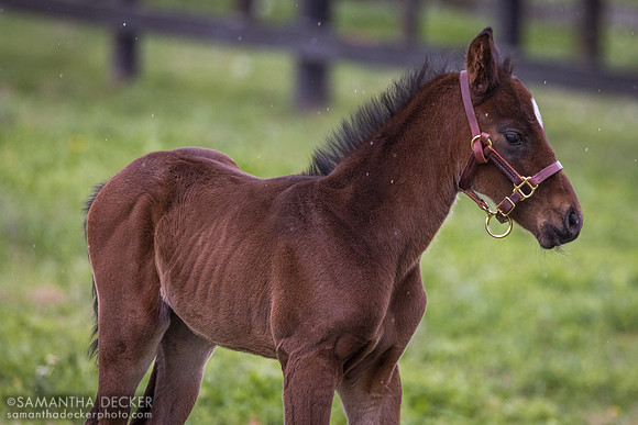 2024 Munnings colt out of Arabian Gazelles, Airdrie Stud, Midway, KY