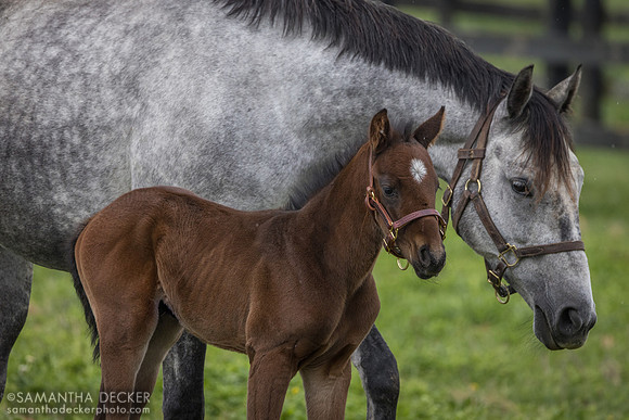 Arabian Gazelles and her 2024 Munnings colt, Airdrie Stud, Midway, KY