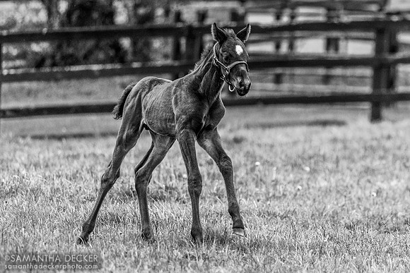 2024 Munnings colt out of Arabian Gazelles, Airdrie Stud, Midway, KY