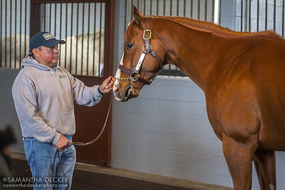 Mage, Airdrie Stud, Midway, KY