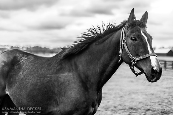 Heart of Midway, Airdrie Stud, Midway, KY