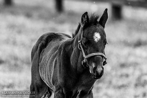 2024 Munnings colt out of Arabian Gazelles, Airdrie Stud, Midway, KY