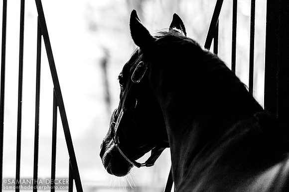 Into Mischief, Spendthrift Farm, Lexington, KY, 2024