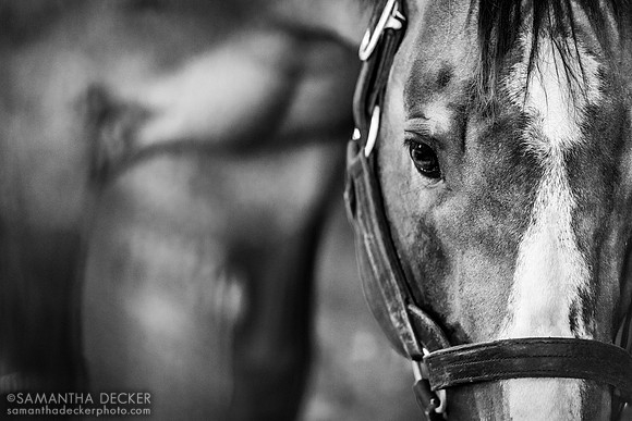 Into Mischief, Spendthrift Farm, Lexington, KY