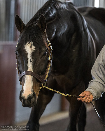 Upstart, Airdrie Stud, Midway, KY