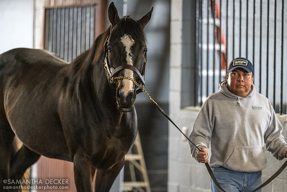 Upstart, Airdrie Stud, Midway, KY
