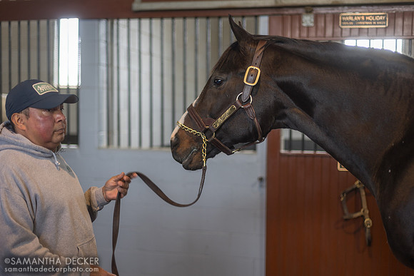Upstart, Airdrie Stud, Midway, KY