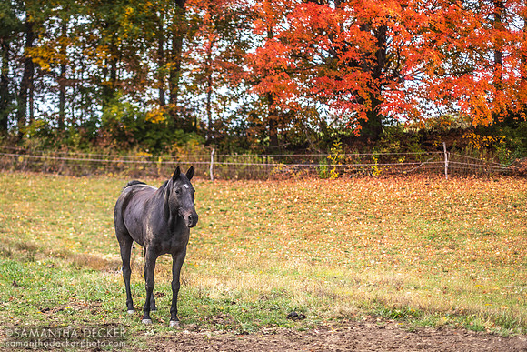 Frankie, Nipper Knolls Equine Center, Granville, NY